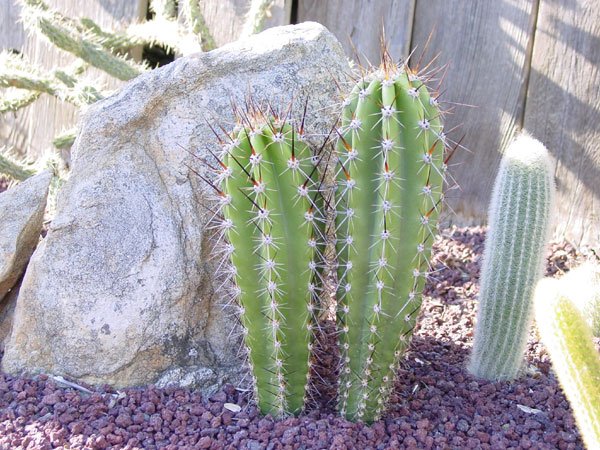 Neoraimondia_herzogiana